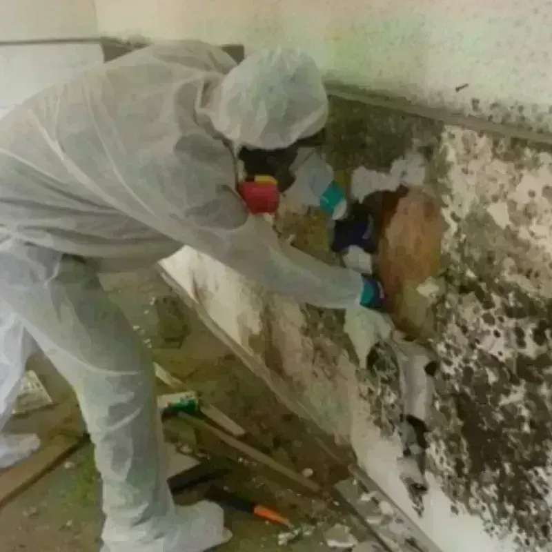 Mold Remediation and Removal in Edinburg, TX